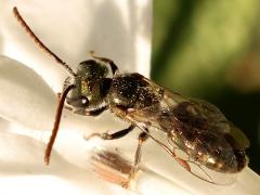 (Halictina Sweat Bee) profile