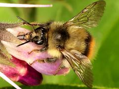 (Fuzzy-Horned Bumble Bee) robbing nectar
