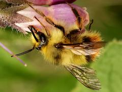 (Fuzzy-Horned Bumble Bee) stealing nectar