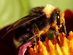 (Western Bumble Bee) nectaring