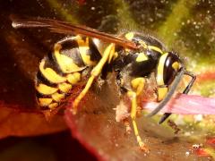 (Alaska Yellowjacket) profile