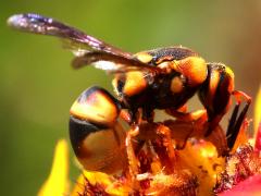 (Hidalgo Mason Wasp) feeding