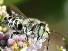 (Leafcutter Bee) lateral