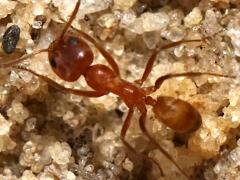 (Buren's Pyramid Ant) dorsal