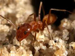 (Buren's Pyramid Ant) face