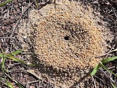 (Buren's Pyramid Ant) mound