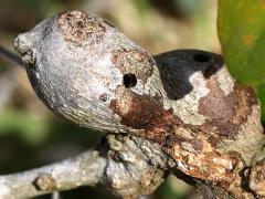 (Southern Live Oak Stem Gall Wasp) nipple gall on Southern Live Oak