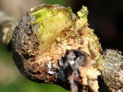 (Southern Live Oak Stem Gall Wasp) open gall on Southern Live Oak