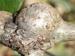 (Southern Live Oak Stem Gall Wasp) round gall on Southern Live Oak