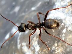 (Formica Field Ant) dorsal