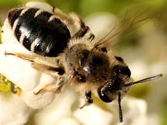 (Long-lipped Miner) dorsal