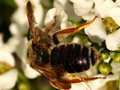 (Prunus Miner Bee) rear