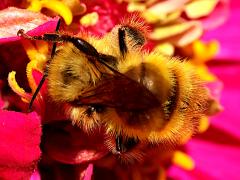 (Yellow-fronted Bumble Bee) dorsal