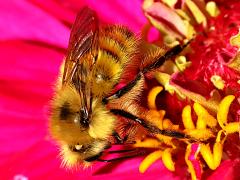 (Yellow-fronted Bumble Bee) lateral