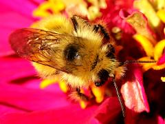 (Yellow-fronted Bumble Bee) nape