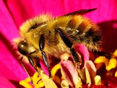 (Yellow-fronted Bumble Bee) profile