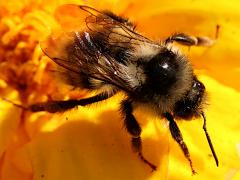 (Vancouver Bumble Bee) upperside