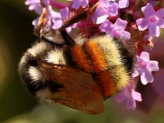 (Vancouver Bumble Bee) vancouverensis female rear