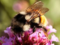 (Vancouver Bumble Bee) vancouverensis female side