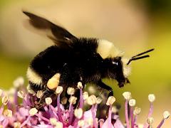 (Yellow-faced Bumble Bee) lift off