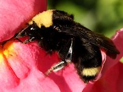(Yellow-faced Bumble Bee) profile
