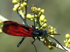 (Thisbe's Tarantula-hawk Wasp) male dorsal