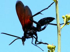 (Thisbe's Tarantula-hawk Wasp) male liftoff