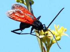 (Thisbe's Tarantula-hawk Wasp) male nectaring