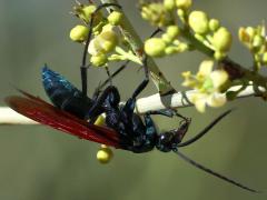 (Thisbe's Tarantula-hawk Wasp) male profile