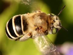 (California Digger Bee) hovering dorsal