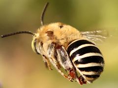 (California Digger Bee) hovers rear