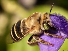 (California Digger Bee) nectaring