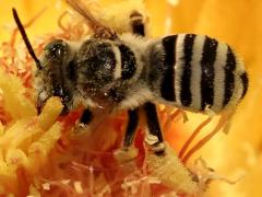 (Barrel Cactus Longhorn) back on Emory's Barrel Cactus