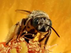 (Barrel Cactus Longhorn) face on Emory's Barrel Cactus