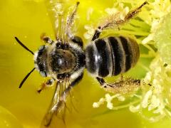 (Cactus Chimney Bee) dorsal on Santa Rita Pricklypear