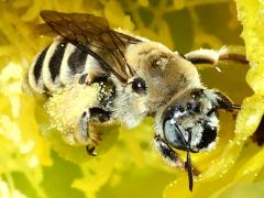 (Cactus Chimney Bee) head on Santa Rita Pricklypear