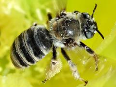 (Cactus Chimney Bee) lateral on Santa Rita Pricklypear
