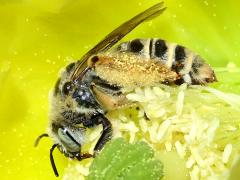 (Cactus Chimney Bee) profile on Santa Rita Pricklypear