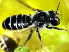 (Orange-tipped Woodborer) flying on Santa Rita Pricklypear