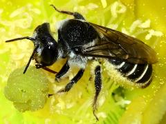 (Orange-tipped Woodborer) profile on Santa Rita Pricklypear