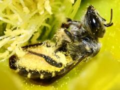 (Orange-tipped Woodborer) ventral on Santa Rita Pricklypear
