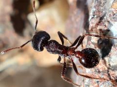 (Rough Harvester Ant) dorsal