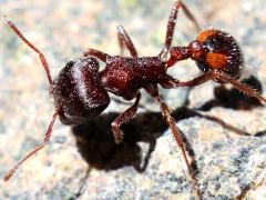 (Rough Harvester Ant) lateral