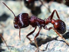 (Rough Harvester Ant) profile