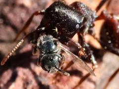 (Rough Harvester Ant) hunting Tripartite Sweat Bee