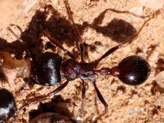 (Rough Harvester Ant) dorsal