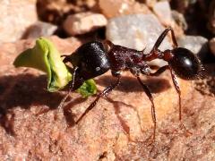 (Rough Harvester Ant) foraging