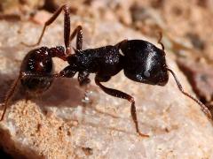 (Rough Harvester Ant) profile