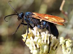 (Pallid Tarantula-hawk Wasp) dorsal