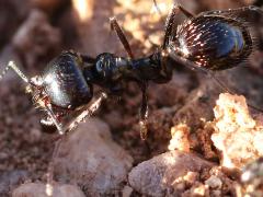 (Black Harvester Ant) lateral